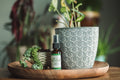 Buzz Off- Natural Bug Repellent Spray
